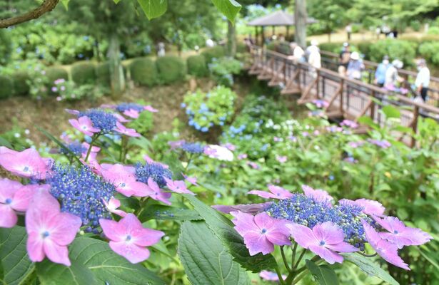 黒羽城址公園で見頃を迎えたアジサイ。空堀の斜面などに花がちりばめられたように咲く