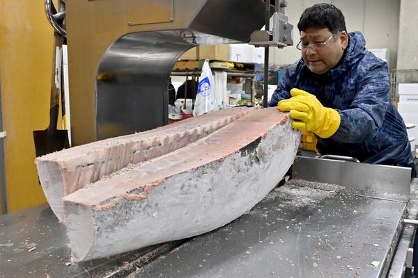 競り落とした冷凍メバチマグロを開く仲卸業者＝５日午前５時45分、宇都宮市簗瀬町