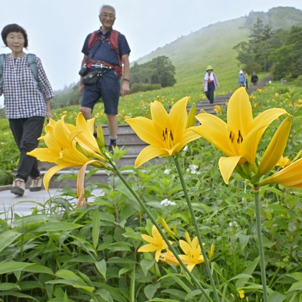 花景色 風に揺れる山吹色の花 日光・霧降高原でニッコウキスゲ見頃｜県内主要