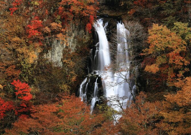 「秋彩」和泉一雄（那珂川）