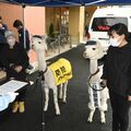 “け”ががないように…？　もふもふじゃないアルパカが一日警察署長に　宇都宮東署