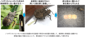 ノコギリカメムシの“耳”と思われていたのは“共生器官”だった