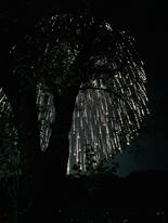 自由　特選　「夏の桜」