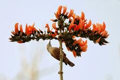 いいトリ合わせ