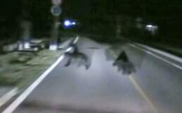 【夕刊】クマ衝突事故、前年の５倍