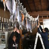 冬の特産品 日光で仕込み作業進む 「塩引き三依鱒」 寒風で熟成、うま味ぎゅっと
