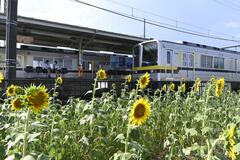 駅彩るヒマワリ見頃
