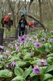 カタクリ満開　佐野