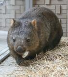 ウォンバット2頭お披露目