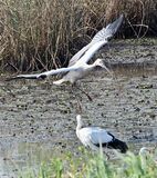 コウノトリ親離れ近づく