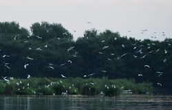 シラサギのねぐら入り　渡良瀬遊水地の谷中湖でピーク