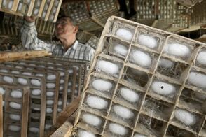 小山で今年初の繭生産大詰め　「順調に育…