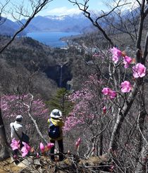 明智平でアカヤシオ見頃　奥日光
