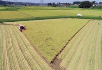稲刈りの季節早くも到来　大田原
