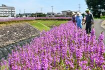大田原でミソハギ見頃