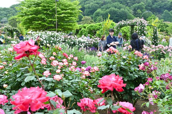 園内を彩る色とりどりのバラ