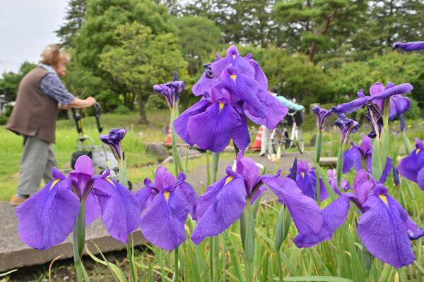 梅雨入りした曇天の下、風に揺れるハナショウブ＝８日午後２時、宇都宮市西川田４丁目