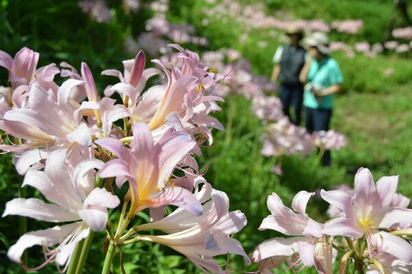 見頃を迎えた花の山のピンクのリコリス