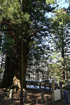 枝が下向きに伸びている逆杉