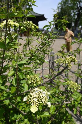 咲き始めた「瓊花」