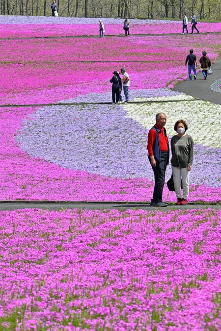 一面を鮮やかに彩るシバザクラ＝16日午前11時５分、市貝町見上