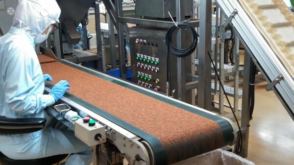 コンベアで流れてくる茶葉に混入した異物を、手作業で取り除いていく