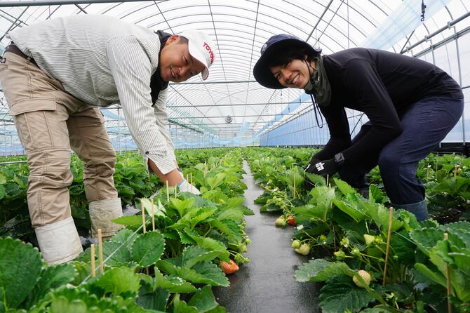 JAみなみ筑後のトレーニングファームで研修中の佐藤太一さん(右)と萩原典成さん=11月中旬、福岡県みやま市