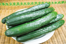 新鮮なキュウリを通年で販売 JAおやま 石橋農産物直売所「四季彩」