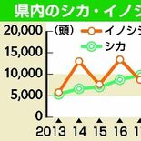 県内で捕獲のシカ、４年連続で１万頭超え　積極的な捕獲で生息数減少か