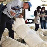 郷土の顔、出来は上々　下野のＪＡ施設でかんぴょう入札会　今年は１度きりに
