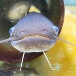 ユニークでかわいらしいナマズ　夜に捕食、繁殖期は独特な行動も　なかがわ…