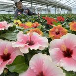 夏を彩る鮮やかな大輪　宇都宮でハイビスカスの出荷が最盛期
