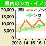 県内で捕獲のシカ、４年連続で１万頭超え　積極的な捕獲で生息数減少か