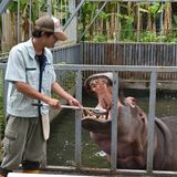 宇都宮動物園でカバのハナちゃん歯磨き披露　４日は虫歯予防デー