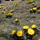 山肌黄色に彩るフクジュソウ　佐野の亀田さん方で600株見頃