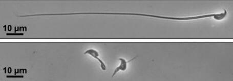 精子運動、特定タンパク質が必要