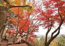 太平山の紅葉見頃　栃木