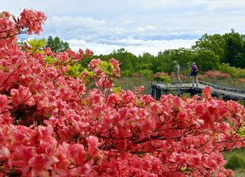 矢板・八方ケ原を彩るツツジ 今週末にレンゲツツジ見頃へ、辺り一帯