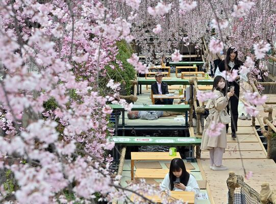 満開のシダレザクラを川床で楽しむ来場者＝29日午後１時50分、宇都宮市二荒町