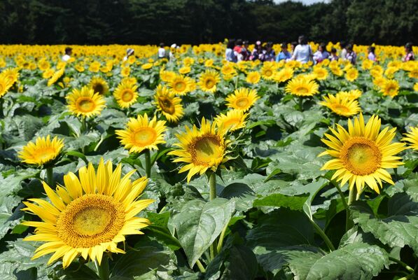 色鮮やかなヒマワリが咲き誇る「かみのかわサンフラワー祭り」の会場＝２０１６年８月２６日