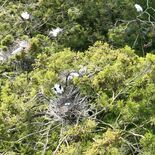 鳴き声、悪臭、ふん害…長期化するサギ被害　大田原の住宅地付近で集団繁殖