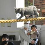 那須どうぶつ王国「ザ・キャッツ」帰ってくる　飼育員と猫、固い絆で休止乗…