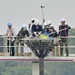 コウノトリのひな３羽に足輪装着　「すくすく育って元気」　小山の渡良瀬遊…