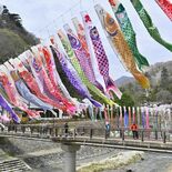 こいのぼり102匹、青空に悠々と　那須塩原・板室温泉の川面泳ぐ