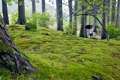 雨粒まとう緑のじゅうたん 鹿沼・古峯園でコケ見頃