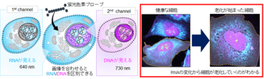 無害な光を用いたイメージングによる細胞内DNA・RNAの同時検出