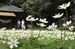 野木神社でニリンソウ見頃