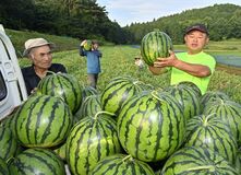 大田原「与一西瓜」収穫シーズン