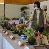 春のコケ玉展　日光だいや川公園で23日まで