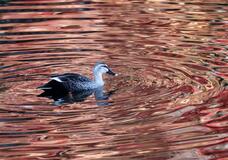 入選　「紅葉」